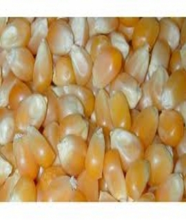 VIETNAMESE CORN